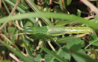 Meadow-Grasshopper